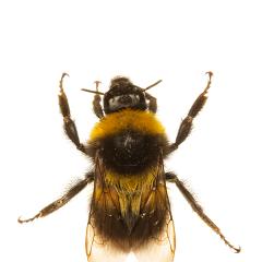 MYN Bumble Bee 